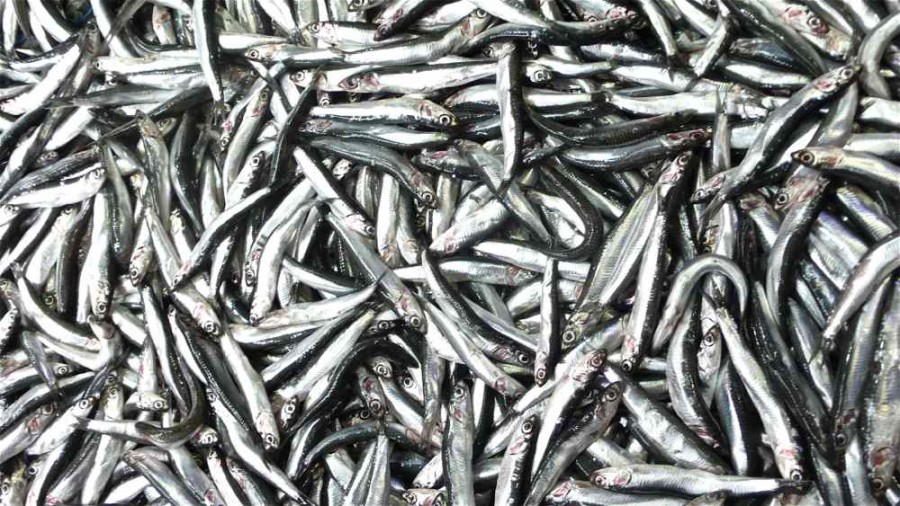 Anchovies 