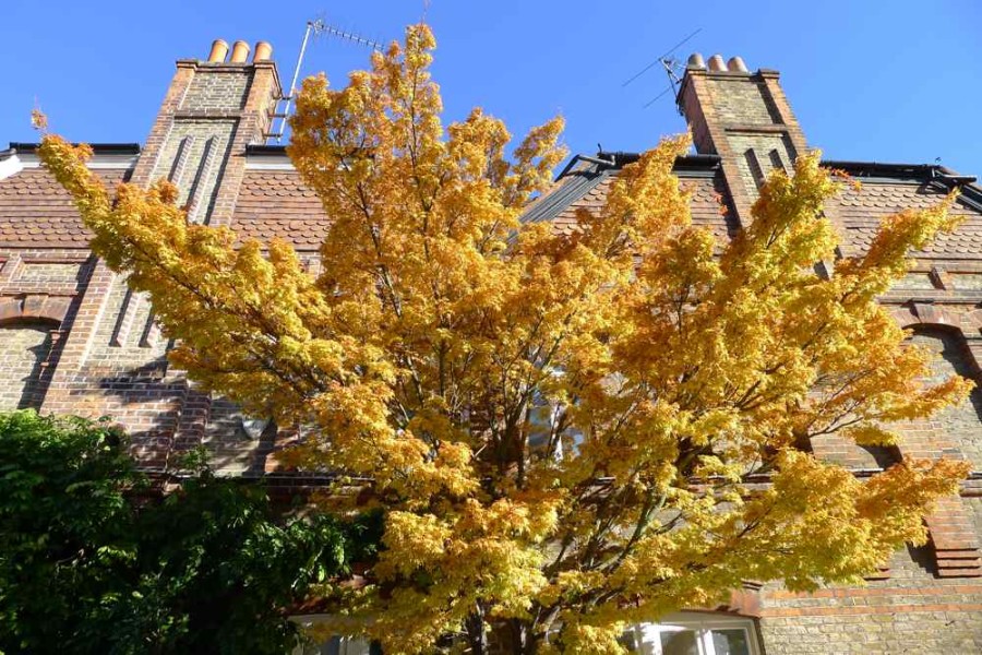 Autumn Explosion 