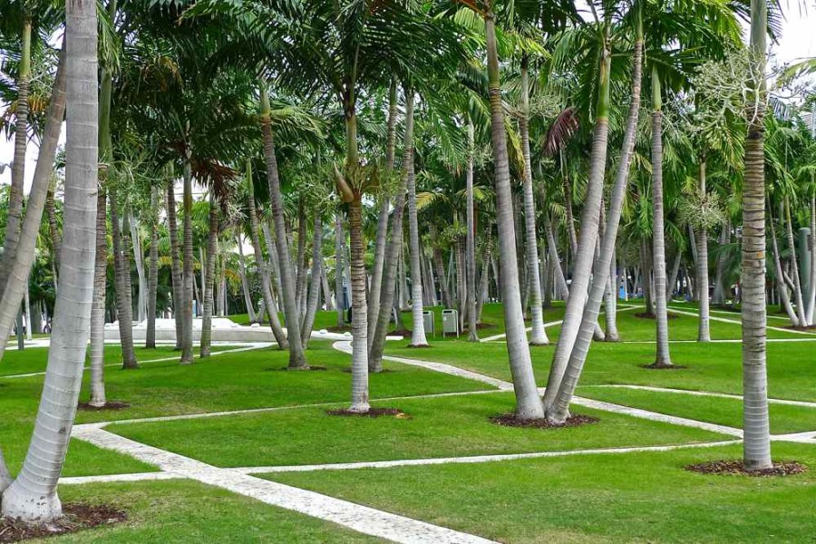 Palm Heaven 