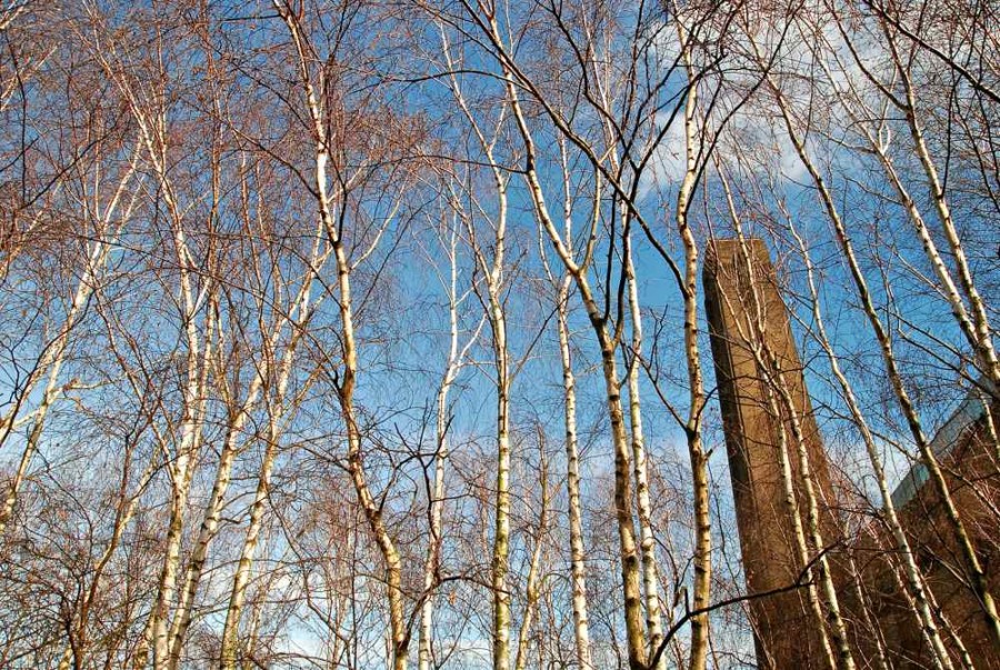Tate Trees
