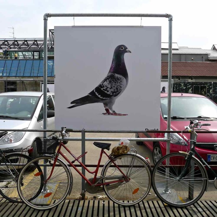 Pigeon Art