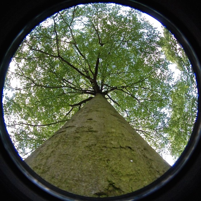 Tree Trunk