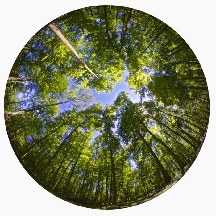Summer Trees Fisheye