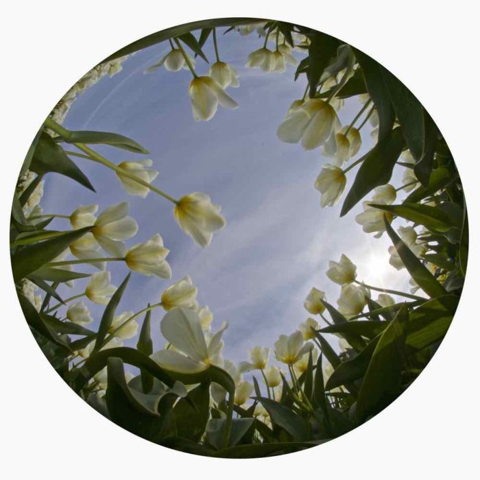 White Tulips Fisheye