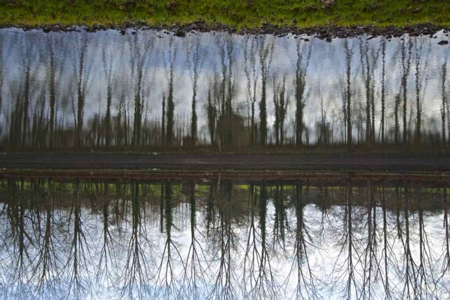 Trees in Water