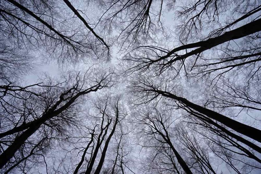 Winter Trees 