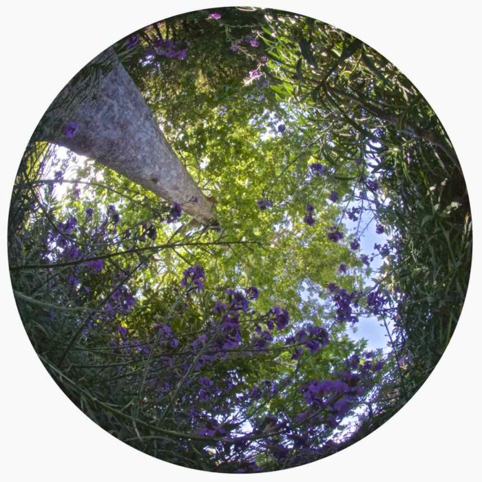 Hyde Park Fisheye